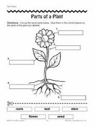 Parts Of A Plant Worksheet Parts Of A Flower Plants Worksheets Parts Of A Plant