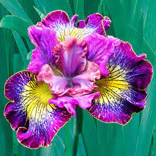Buy How Audacious Siberian Iris Breck S Iris Flowers Flower Landscape Part Shade Flowers