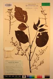 Image result for Lannea welwitschii