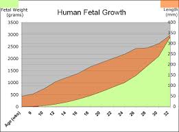 Fetal Growth Chart Helps Fetal Growth Assessment