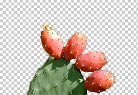 Find photos of prickly cactus. Barbary Fig Strawberry Eastern Prickly Pear Nopal Png Clipart Barbary Fig Cactus Capo Vaticano Caryophyllales Eastern