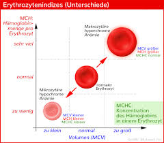 Es wird daher auch als differentialblutbild bezeichnet. Kleines Blutbild Einfach Und Verstandlich Erklart Medizin Bilder Anatomie Lernen Motivation Zum Lernen
