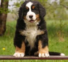 Our standards for bernese mountain dog breeders in ohio were developed with leading veterinarians and animal welfare experts. Best Of Bernese Mountain Dog Breeders
