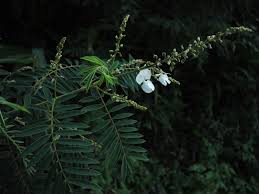 Image result for Tephrosia montana