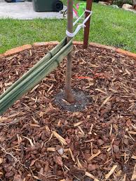Surface roots beneath the canopy can make mowing difficult. Correct Planting Depth Of My Red Maple