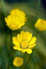 Chrysanthemum Carinatum Polar Star Gardenersworld Com Gardenersworld Com Plants Chrysanthemum Fall Flowers