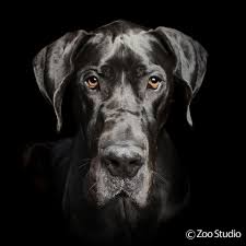 Maximus The Great Dane Zoo Studio Pet Photography Brisbane Pet Photography Studio Dog Photography Studio Dog Photoshoot