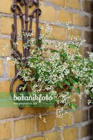 Image result for Euphorbia hypericifolia