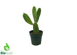 Image result for Opuntia