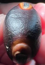 Image result for Macropsychanthus