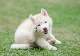 In such a situation, give the dog plenty of space and try not to make him feel confronted or challenged. What Do Flea Bites Look Like On Dogs American Kennel Club