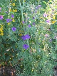 Blume, lila, schöne, schönheit, blüte. Hohe Pflanze Und Lila Bluten Pflanzenbestimmung Pflanzensuche Green24 Pflanzen Garten Forum