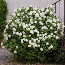 Viorne Obier Rose Boule De Neige Rose De Gueldre Viburnum Opulus Roseum Vt Viorne Obier Arbustes A Fleurs Parterre De Fleurs