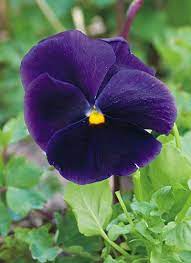 How To Grow Pansies Pansies Fall Garden Checklist Annual Plants