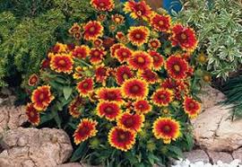 Plantele Perene Sunt Usor De Intretinut Si Vor Ramane In Gradina Ta Pentru Mai Multi Ani In Plus Sunt Zeci De Specii Flowers Perennials Sun Perennials Plants