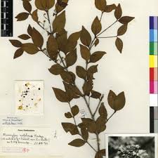 Image result for Memecylon torrei