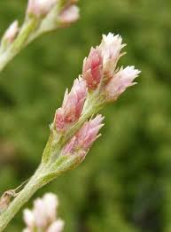 Image result for Gnaphalium