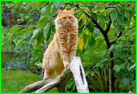 We did not find results for: 13 Daftar Harga Jenis Kucing Paling Mahal Di Dunia Dunia Fauna Hewan Binatang Tumbuhan