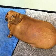 This is fat doggo by amelie beauchemin on vimeo, the home for high quality videos and the people who love them. Shitpostbot 5000