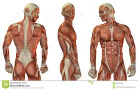 Torso synonyms, torso pronunciation, torso translation, english dictionary definition of torso. Human Anatomy Body Human Anatomy For Muscle Reproductive And Skeleton Human Body Muscles Torso Human Body Anatomy