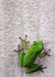 See full list on untamedscience.com American Green Tree Frog Green Tree Frog Tree Frogs American Green Tree Frog