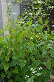 Image result for Fagopyrum