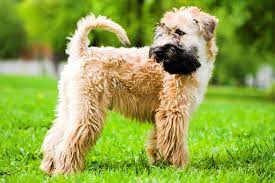 We did not find results for: Irish Soft Coated Wheaten Terrier Charakter Haltung Pflege Zooplus