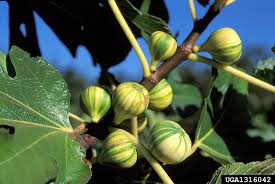 Image result for Carica