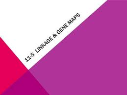 11 5 linkage and gene maps answers *free* 11 5 linkage and gene maps answers. Key Concept Genes Can Be Mapped To Specific Locations On Chromosomes Ppt Download