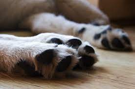 Design your own mother's paw®. Can You Predict The Adult Size Of A Mixed Breed Puppy