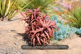 Image result for Aloe carnea