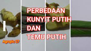 Dalam kebanyakan kasus, kunyit putih telah. Perbedaan Kunyit Putih Dan Temu Putih Youtube