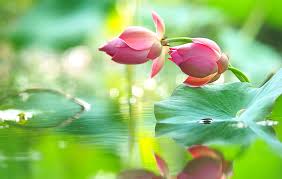 You can also upload and share your favorite lotus flower wallpapers. Two Lotus Hd Wallpapers Free Download Wallpaperbetter