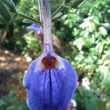 Image result for Brillantaisia owariensis