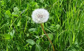 Maybe you would like to learn more about one of these? Unkraut Im Garten Selbst De