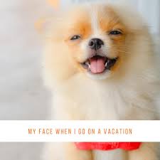 It's a fitting backdrop for the west coast war dog memorial, saluting brave american pooches and their handlers. West Coast Pet Memorial Sultan The Y Guide