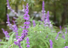 Salvia leucantha white mischief grows in a variety of soils, even in heavy clay. Mexican Salvia Fall Blooming Deer Drought Resistant