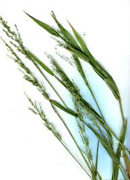 Image result for Ehrharta