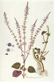 Image result for Plectranthus mandalensis