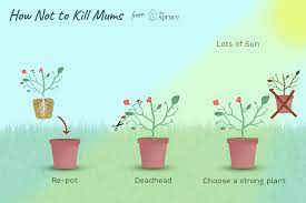 Place your mums in a sunny area in your home. Want To Make Your Mums Last All Season