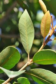 Image result for Vitellariopsis