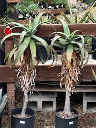 Image result for Aloe tauri