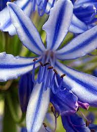 Blue Agapanthus Single Flower By Bev Pascoe Unusual Flowers Pretty Flowers Amazing Flowers