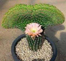 On one hand this is perfectly true, there is no other type of plant that is so well adapted to deal with long periods of drought. 110 Best Cactus Plants For Home And Garden Ideas Cactus Plants Plants Cactus