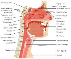 Erkrankungen Der Mundhohle Und Des Rachens Oropharynx