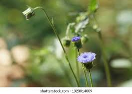 Image result for Crassocephalum rubens