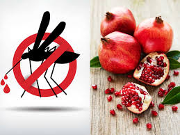 Dengue Fever Prevention Foods Dengue Prevention Foods To Eat And Avoid Foods To Avoid For Dengue Patient Dengue Treatment Food It is spread to humans via bites from.