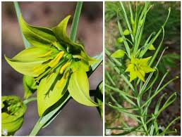 Image result for Gloriosa sessiliflora