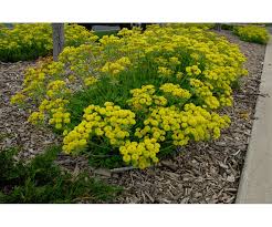 Image result for Cyphostemma ukerewense