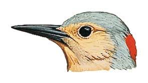 Image result for Colaptes auratus